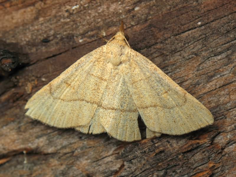 Paracolax tristalis (Fabricius, 1794)